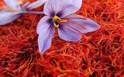 Saffron bahraman công dụng là gì bạn đã biết chưa?