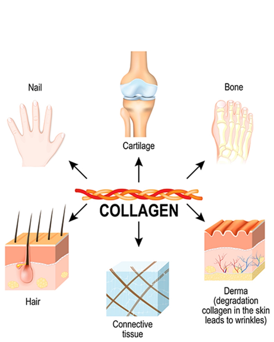 Collagen đối với cơ thể