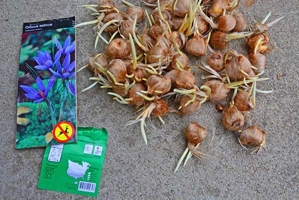 cách trồng nhụy hoa nghệ tây từ củ