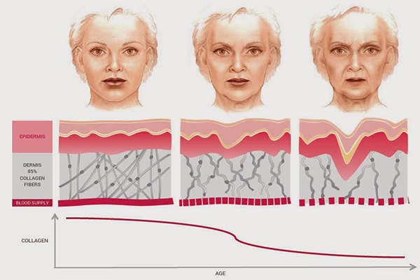Quá trình suy giảm collagen theo đổ tuổi 