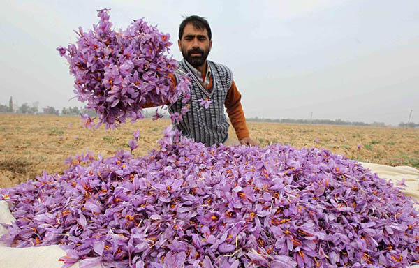 Saffron vietnam được nhập khẩu 100% từ Iran 