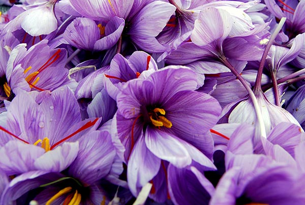 Hoa Saffron hay còn có tên gọi khác là nhụy hoa nghệ tây