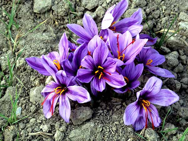 Saffron Iran có mấy loại dựa trên chất lượng và công dụng