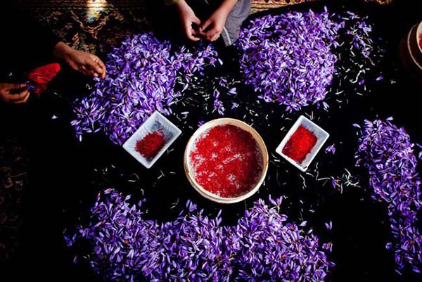 Saffron nhụy hoa nghệ tây Iran
