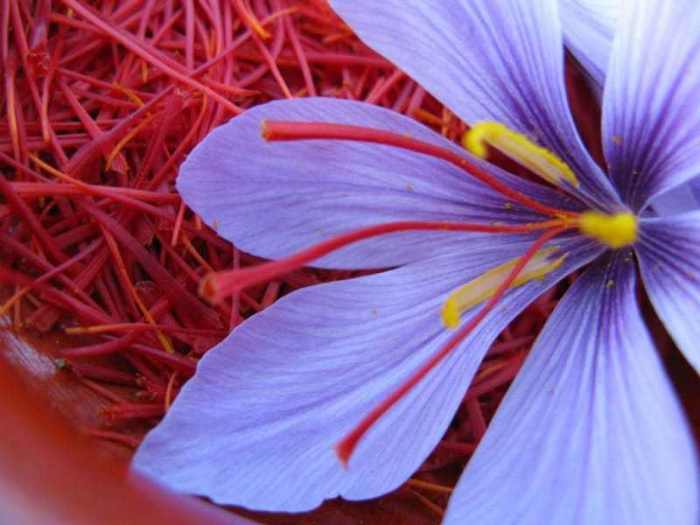 Phòng chống ung thư hiệu quả là tác dụng của saffron với người già