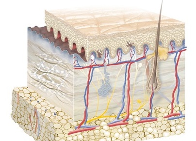 uong-collagen-nhu-the-nao-moi-hieu-qua